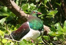 Kapiti Island Nature Reserve